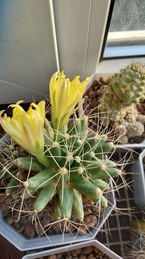 Cactus 3