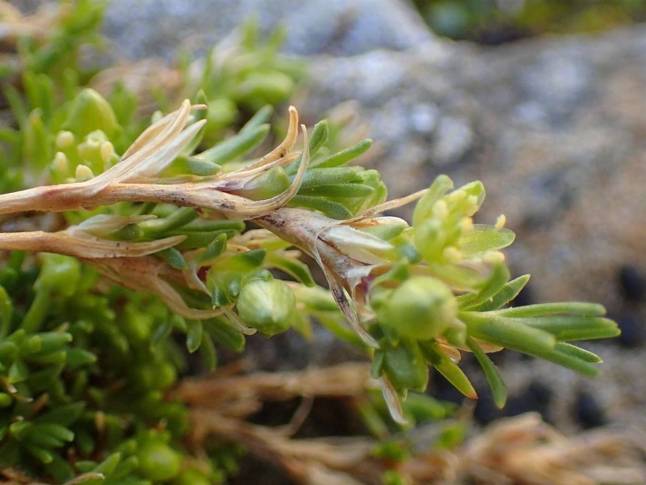 Minuartia sedoide 2