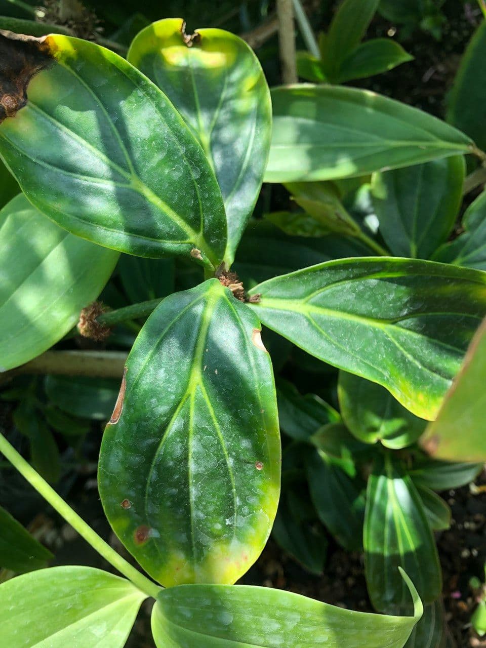 Medinilla 19