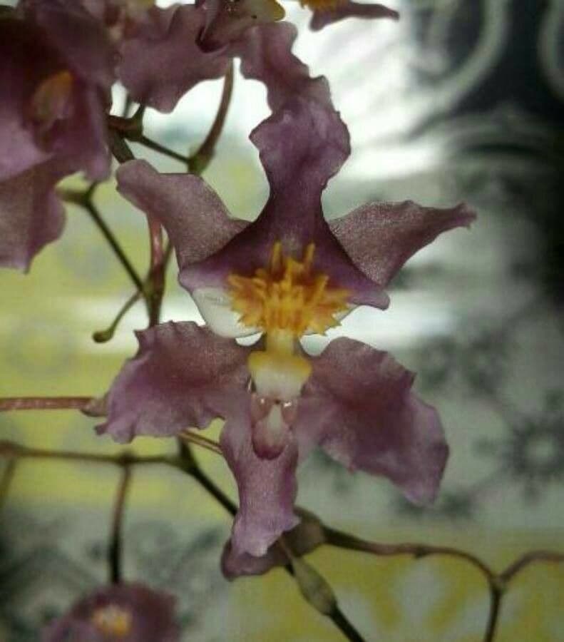 Oncidium 3