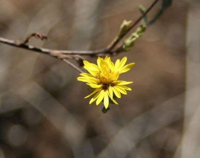 Lessingia 2