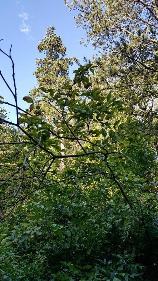 Staphylea pinnata 15