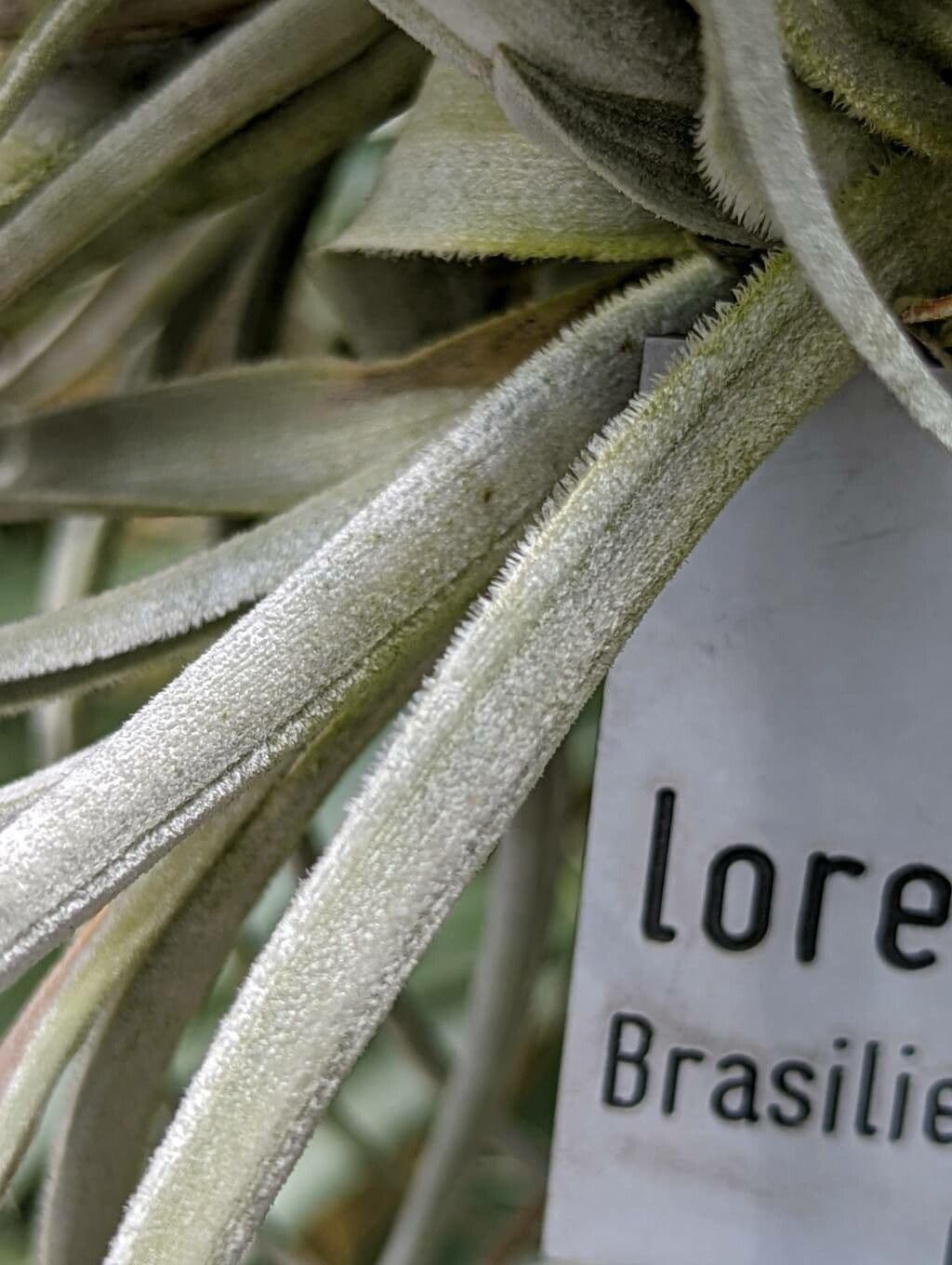 Tillandsia 11