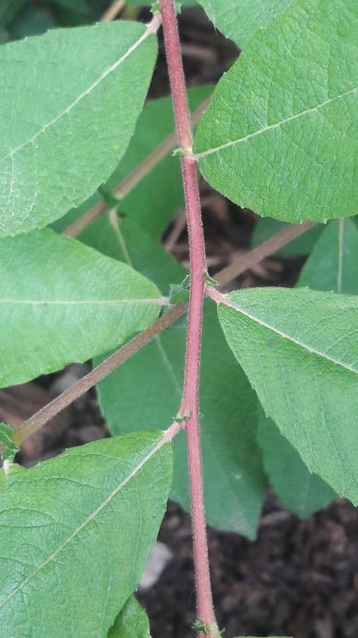 Impatiens pallida 19