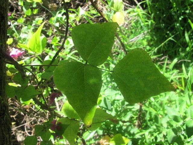 Dipogon lignosus 12