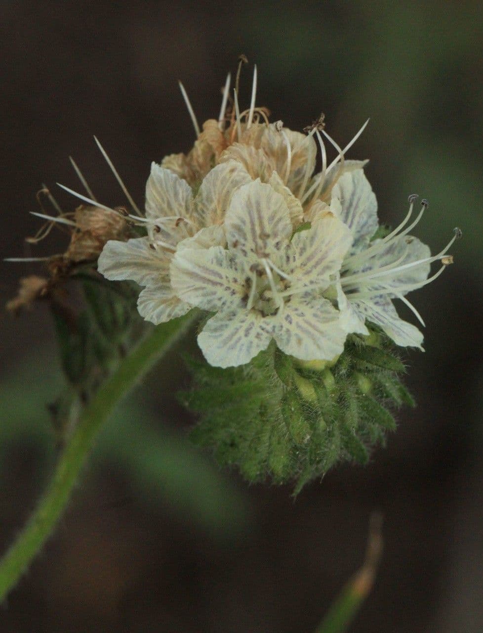 Facelia 5