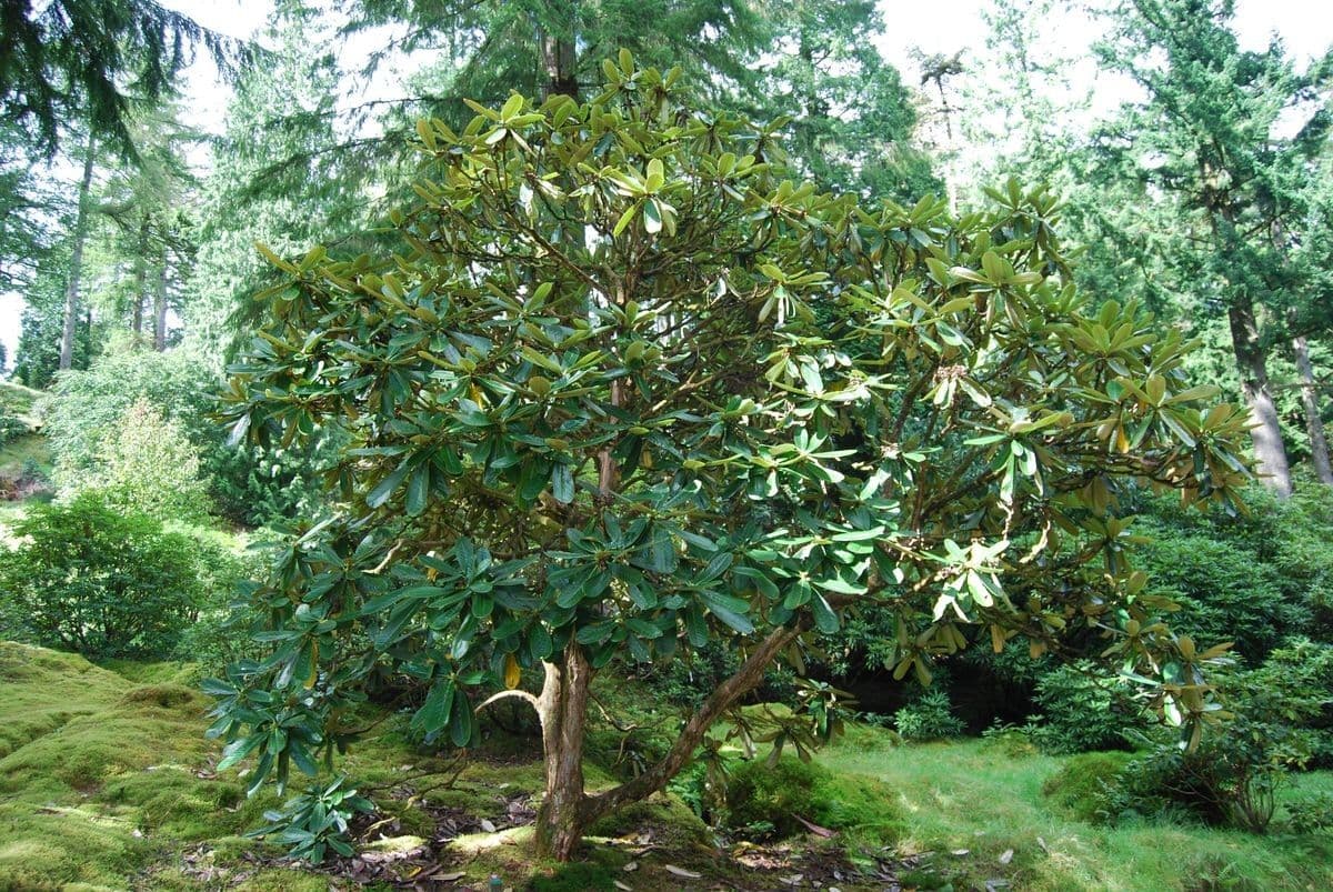 Rododendro 4