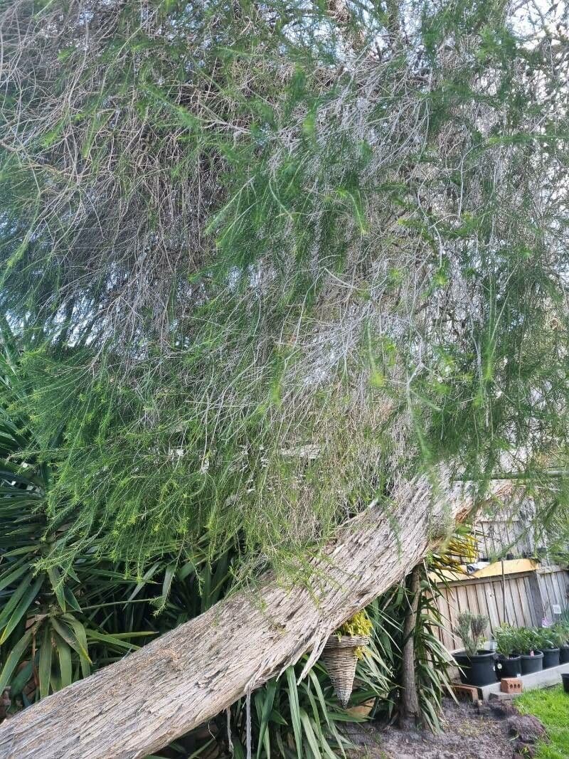 Teebaum 8