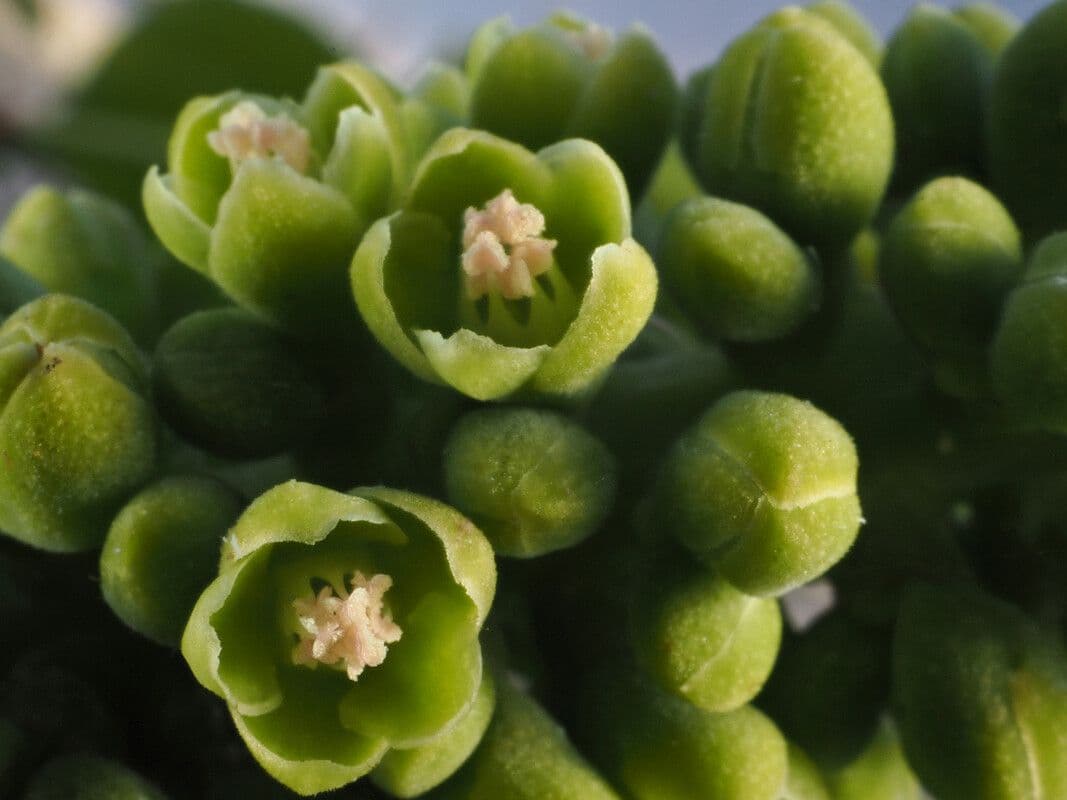 Coccoloba 2