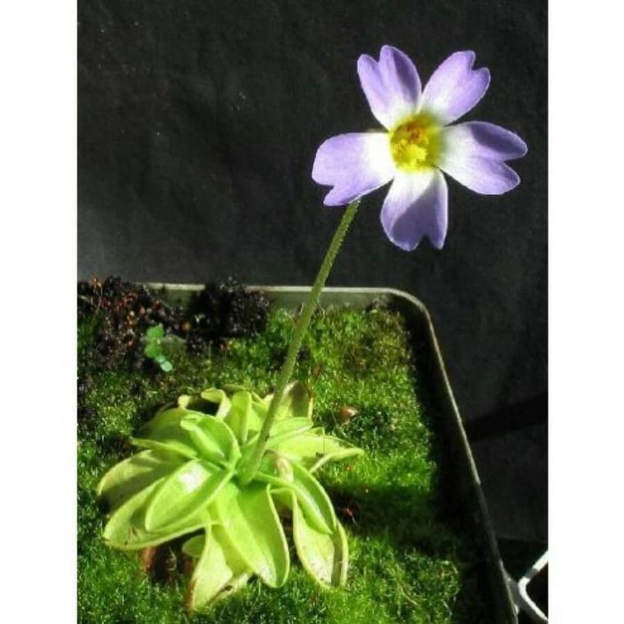 Grasa de primavera 2