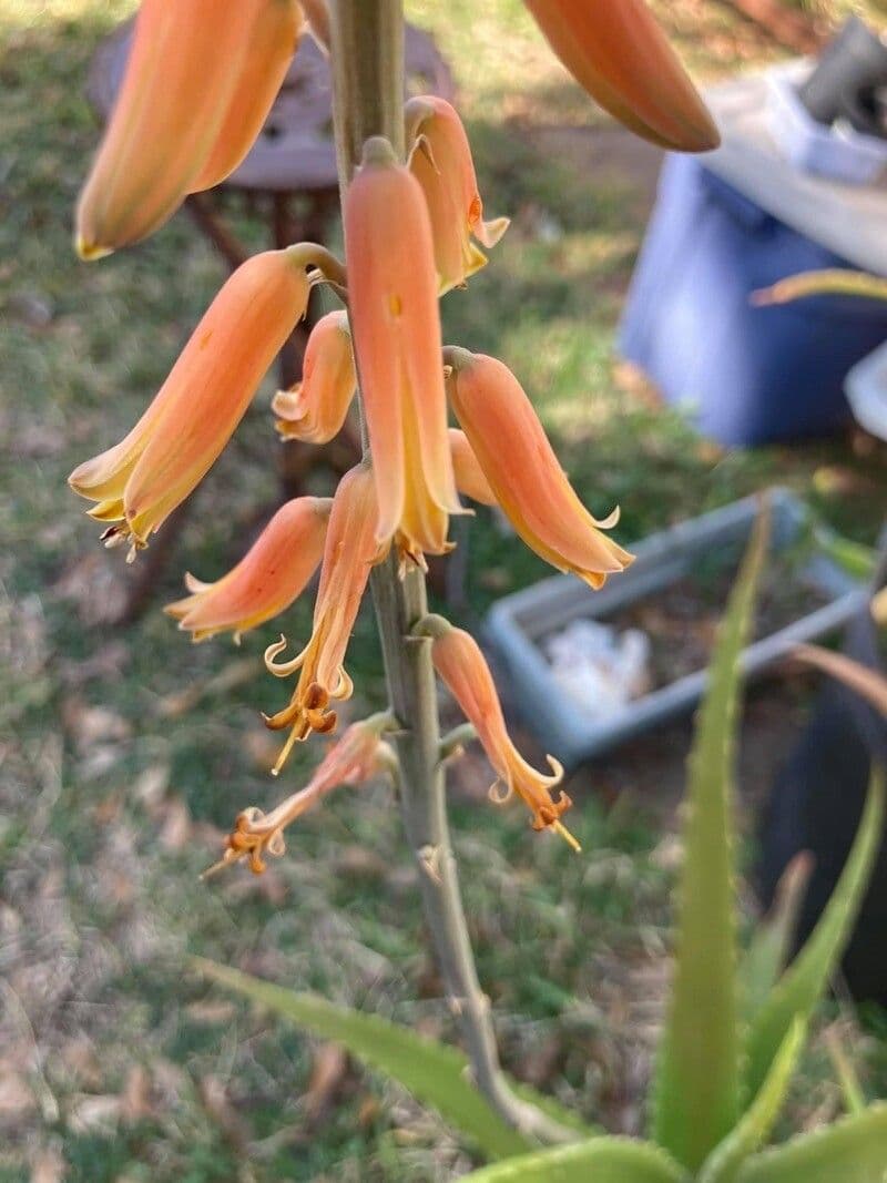 Echte Aloe 3