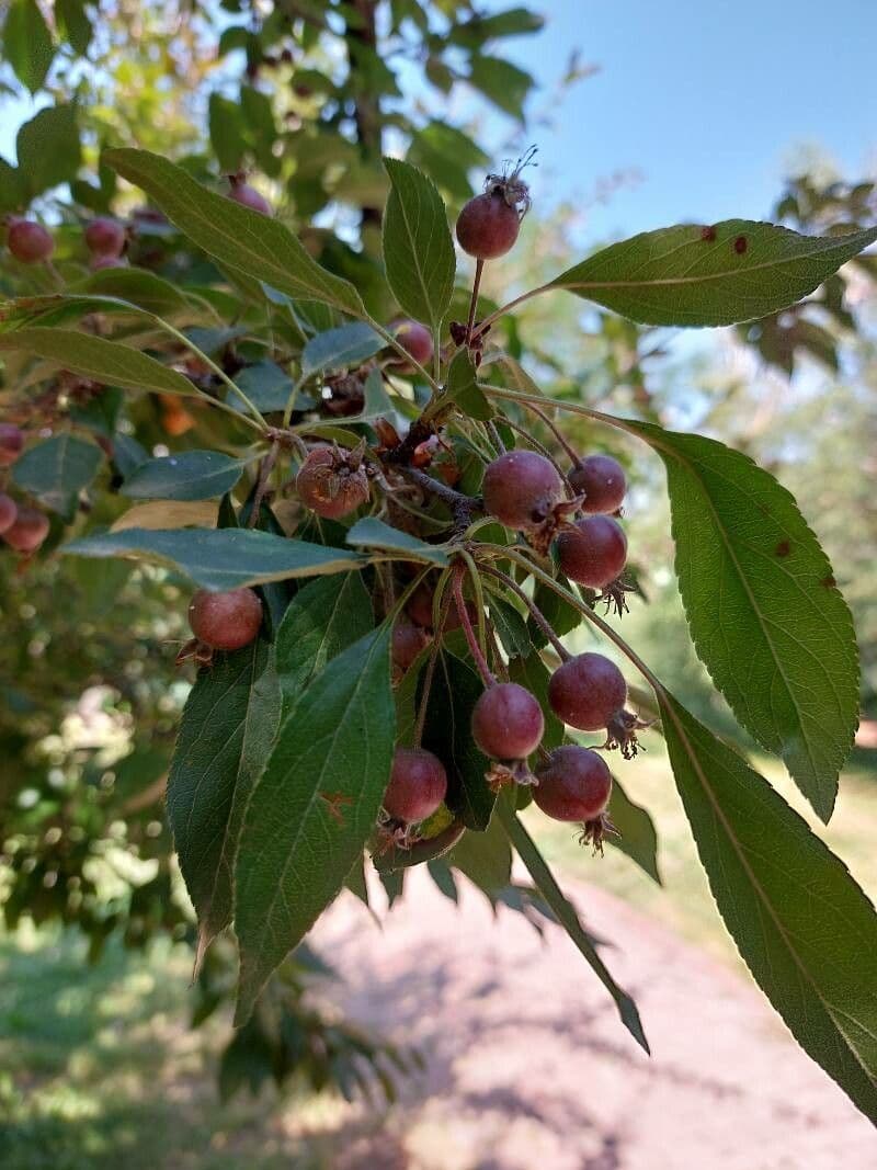 Hupeh-Apfel 3