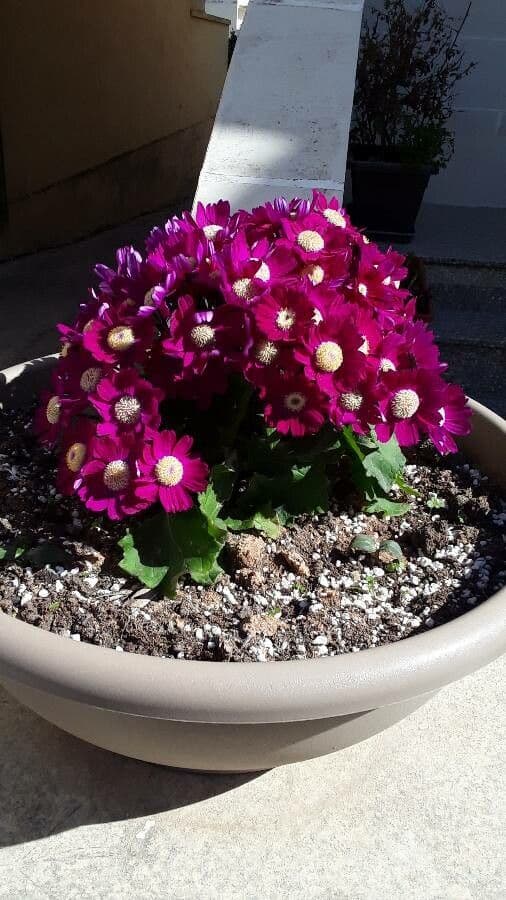 Pericallis 7
