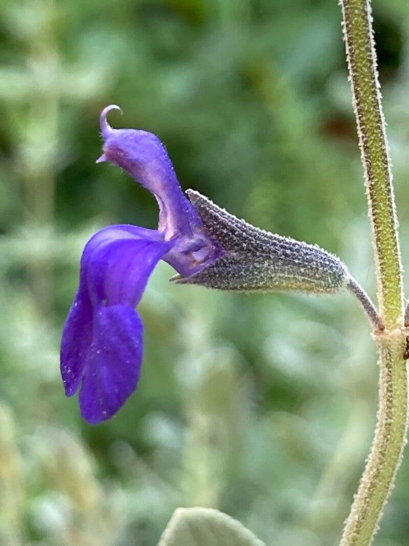 Salvia germandrina 5