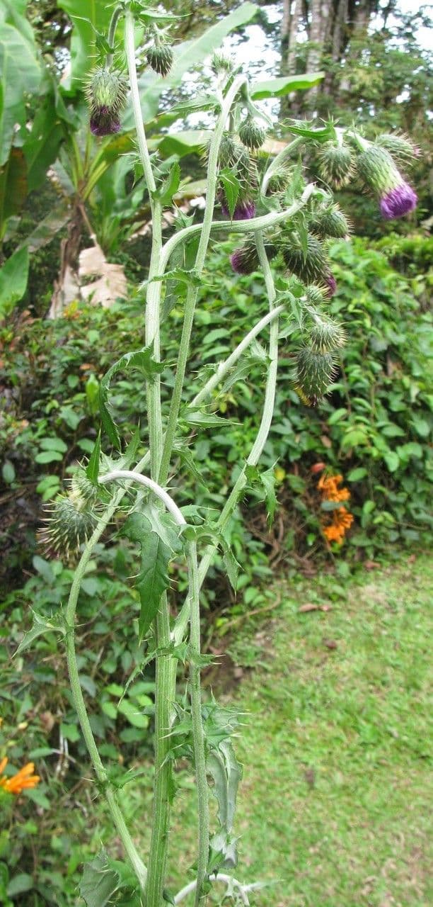 Cirsium mexicanum 7