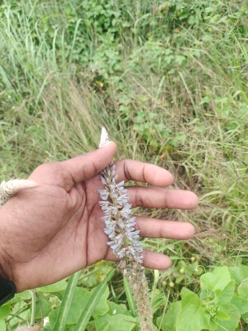 Uraria dipinta