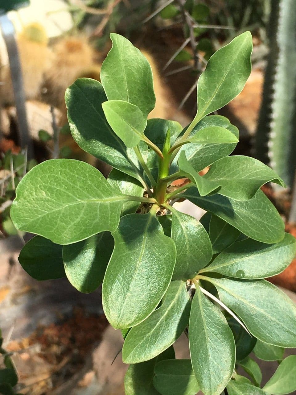 Adamsbaum 8
