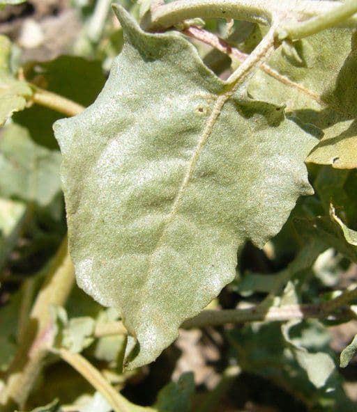 Atriplex 2