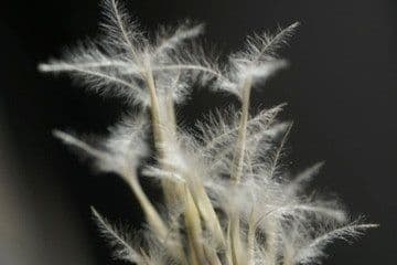 Stipagrostis pungens 4