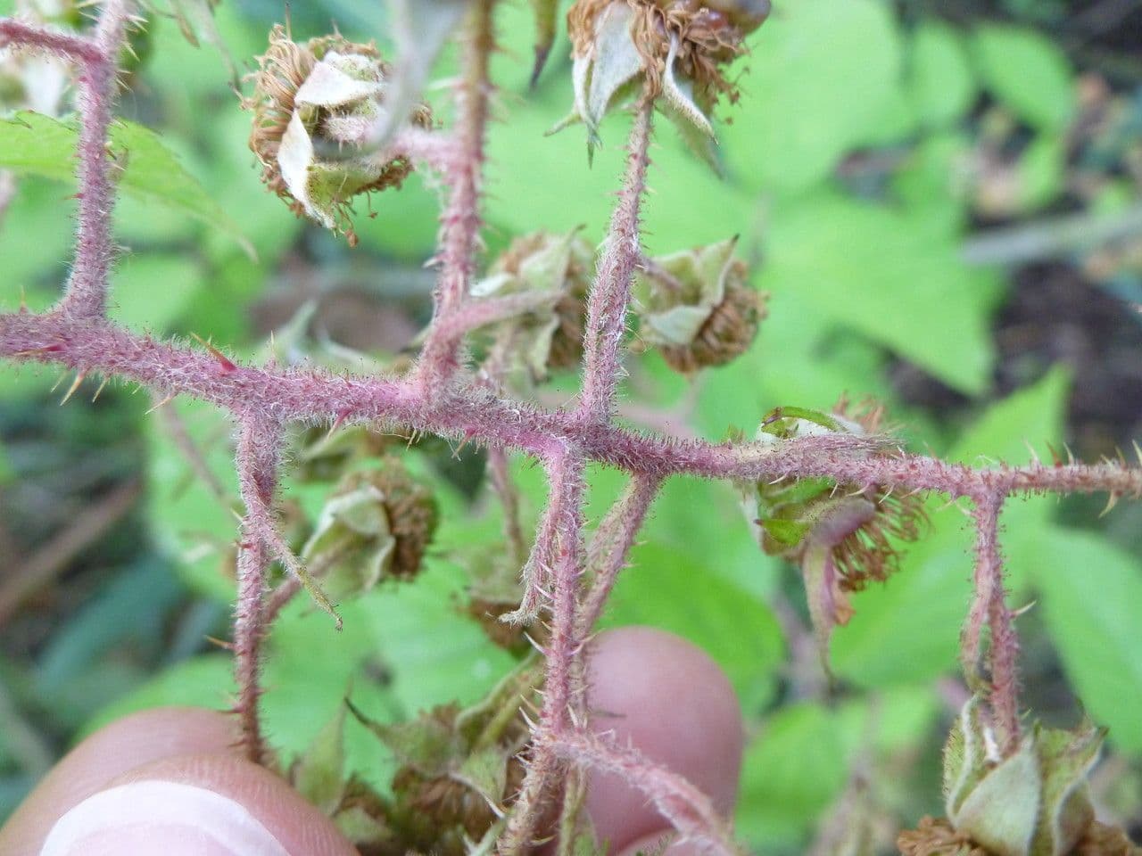 Brombeere 9