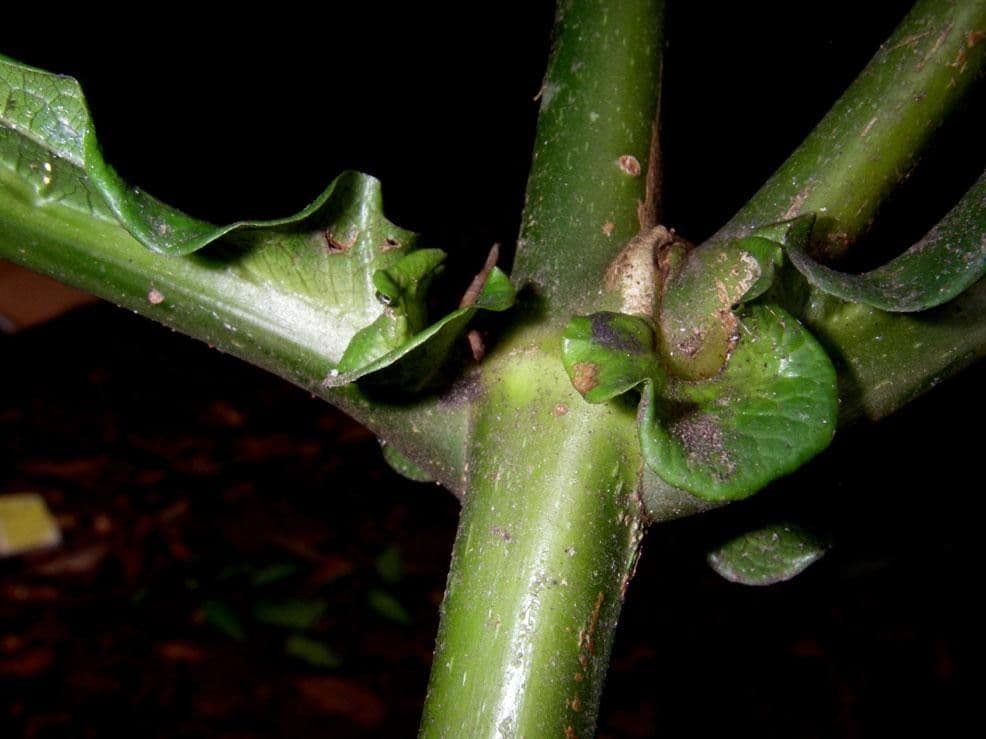 Miconia 13