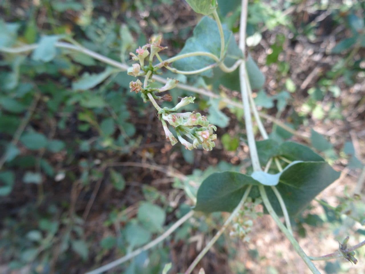 Caprifoglio 7
