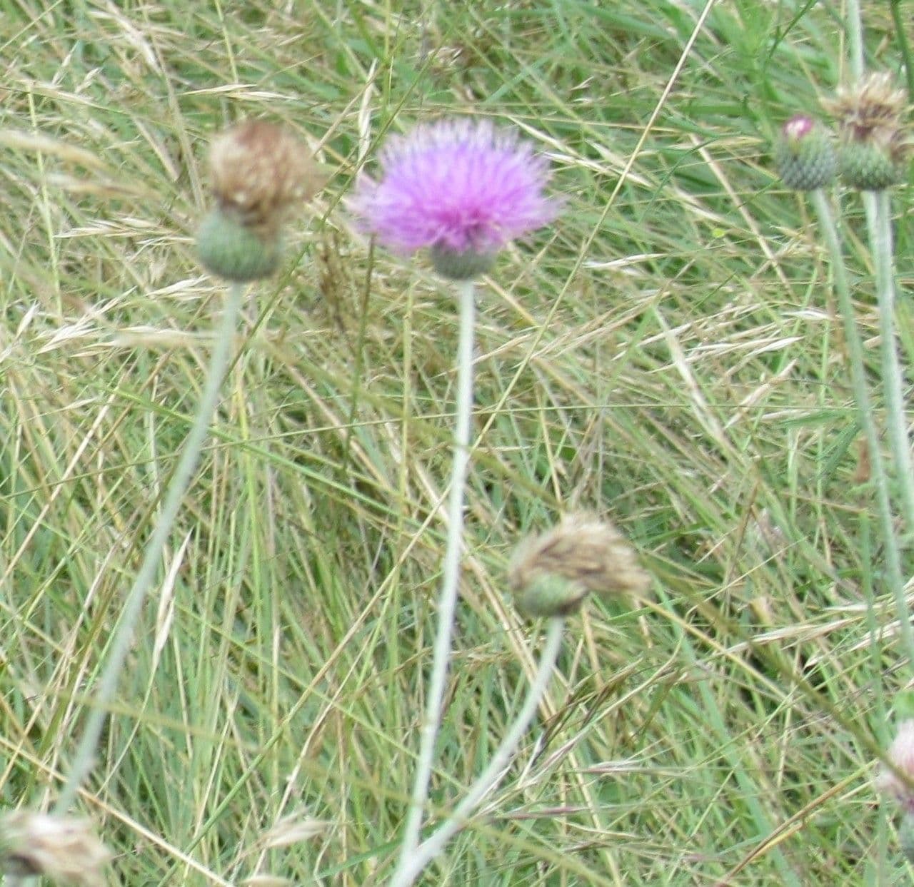 Texas-Distel 7
