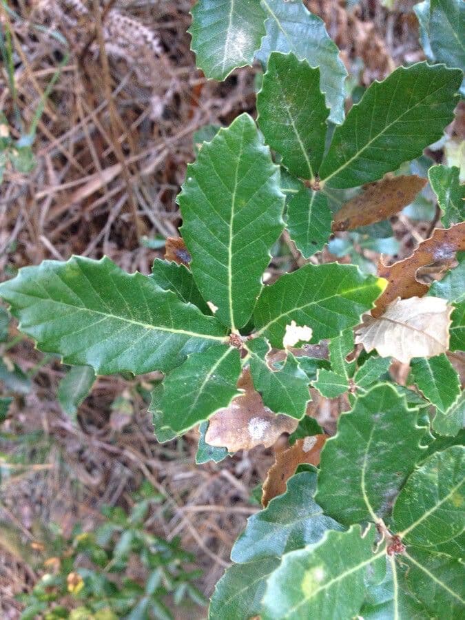 Quercia lusitanica 13