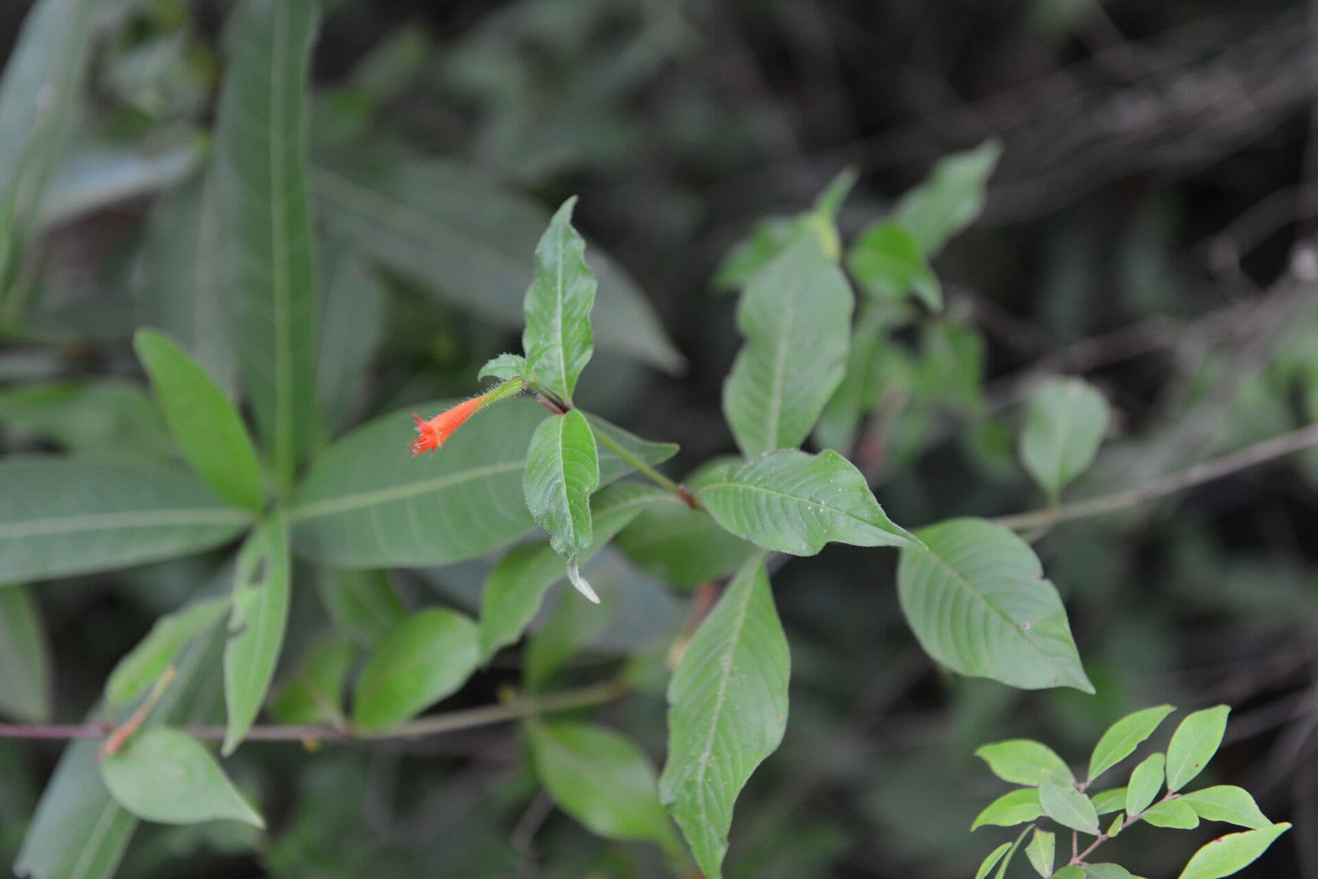 Cuphea appendiculata 5
