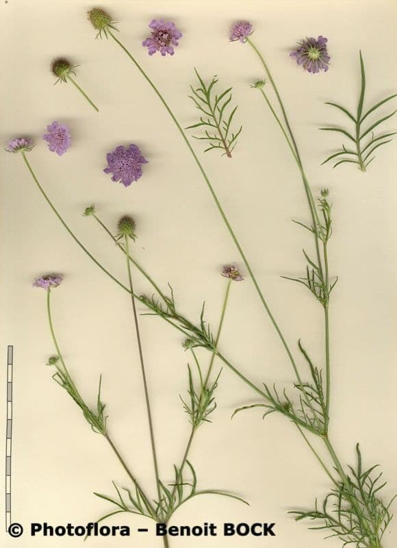 Scabiosa triandra 22