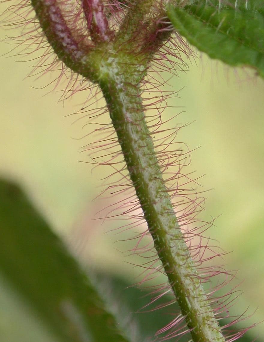 Borstige Clidemia 21