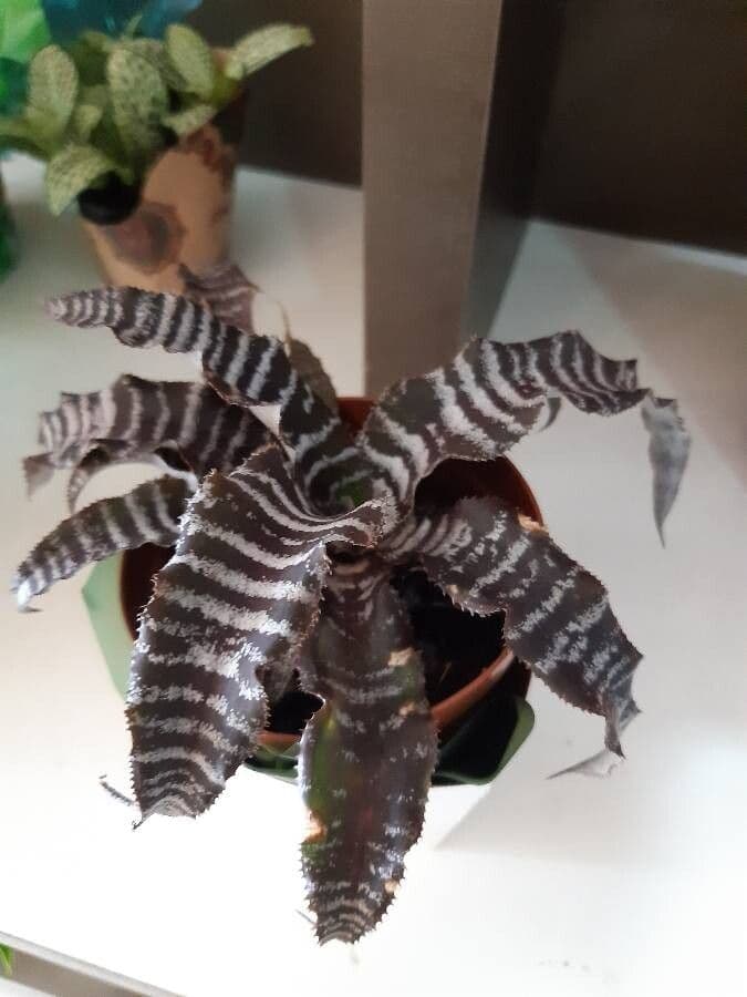 Cryptanthus 2