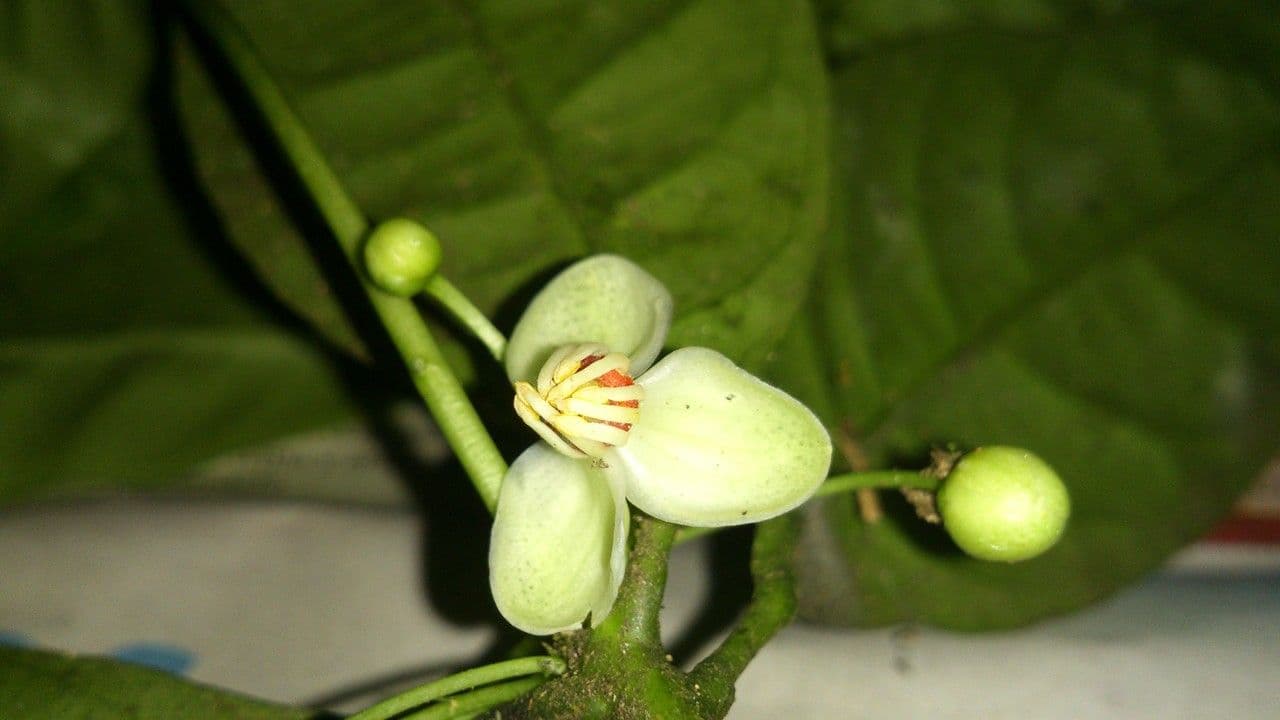 Peltostigma 6