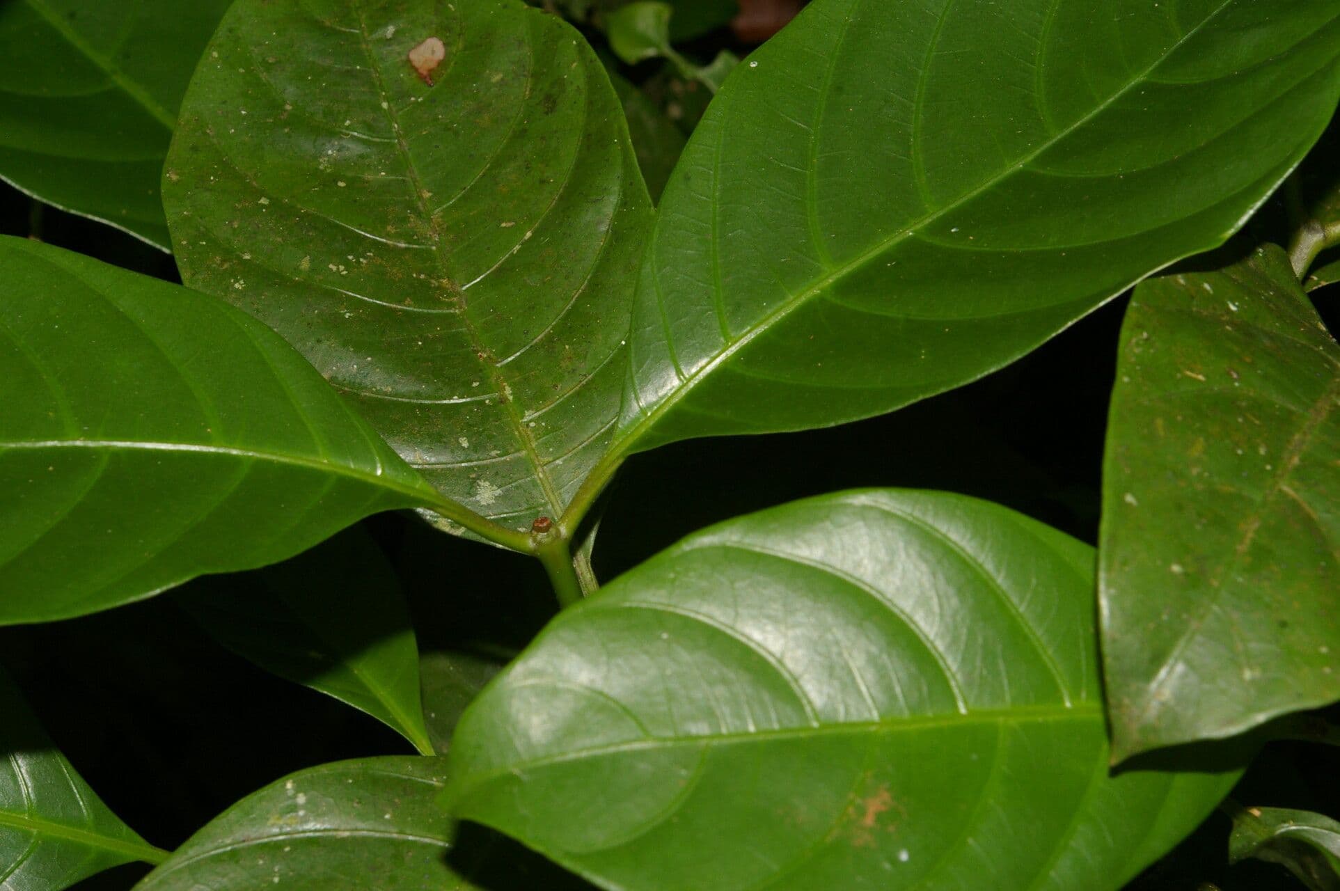 Palicourea 10