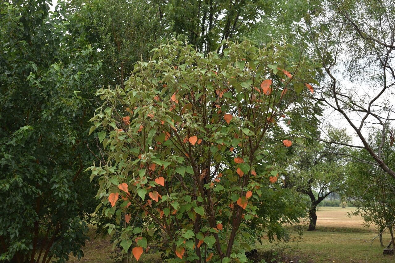 Croton 16
