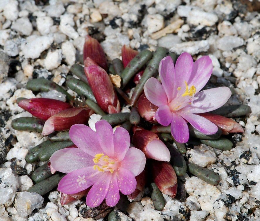 Lewisia 2