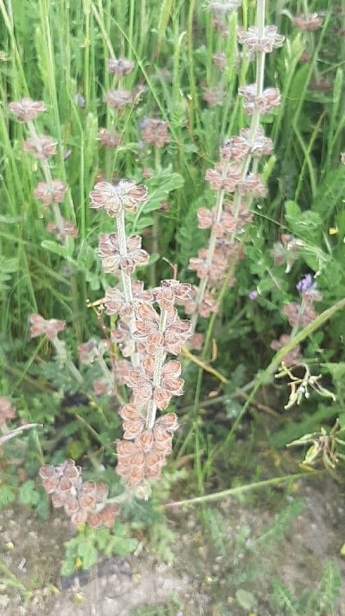 Salvia dei boschi 16