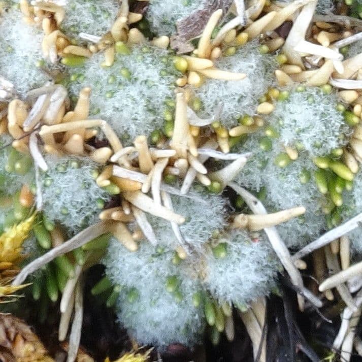 Paepalanthus 15