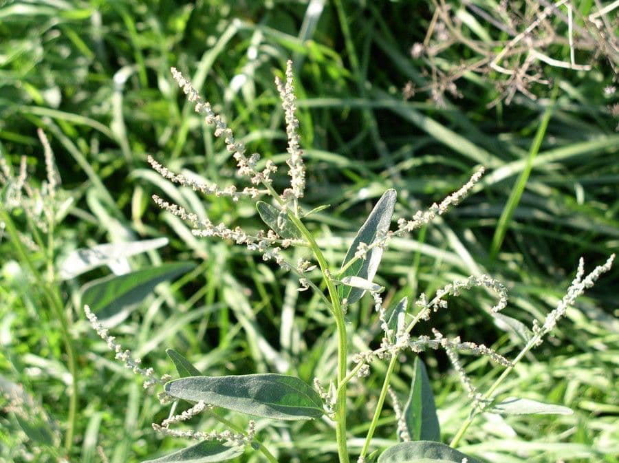 Atriplice a fiorellini 8