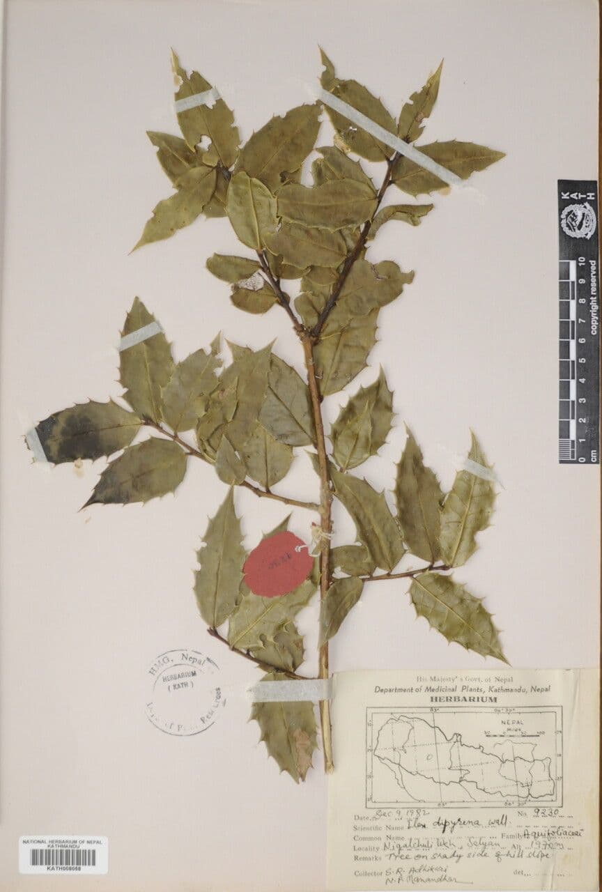 Ilex 8