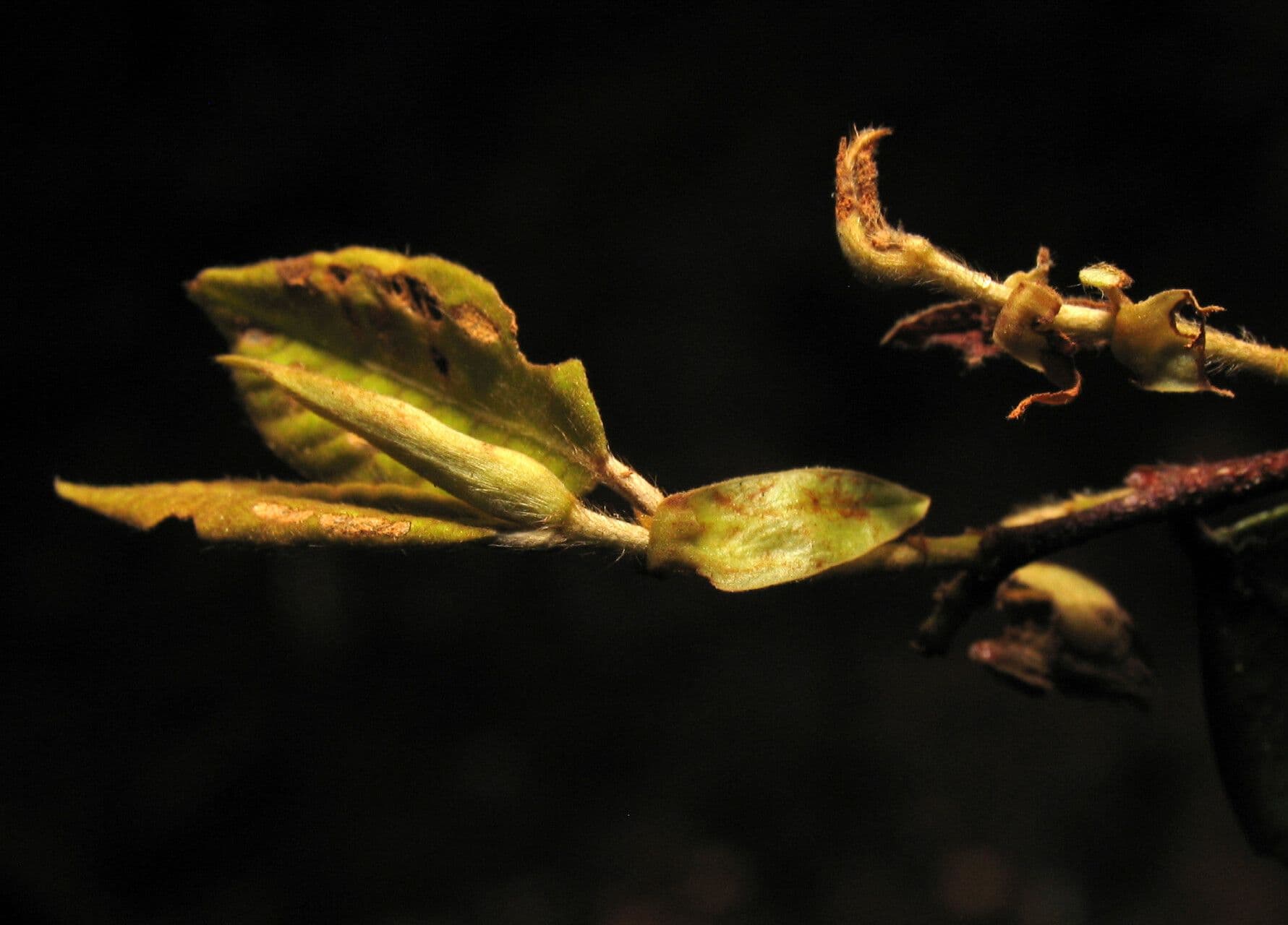 Parinari excelsa 19