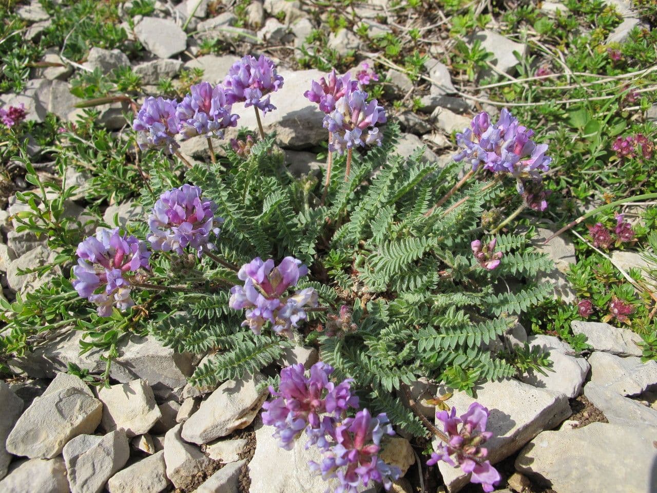 Falkenblume 9