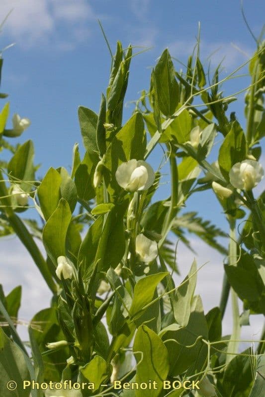 Vesce d'Ochrus 23