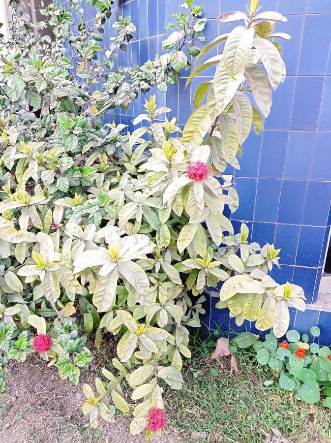 Ixora 28