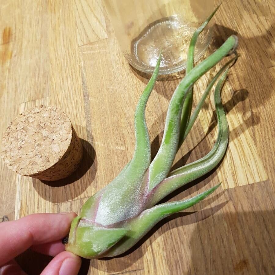 Tillandsia pancia 17