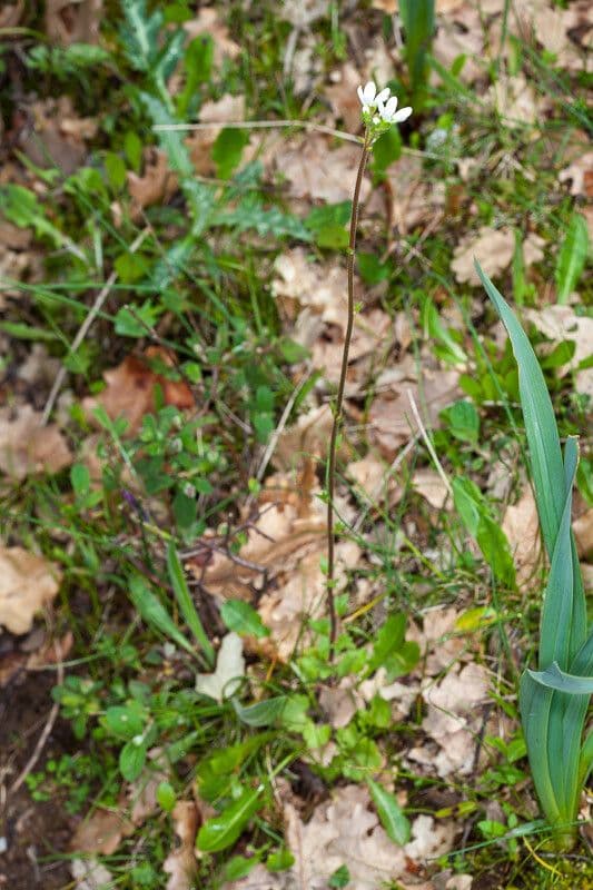 Sassifraga bulbifera 9