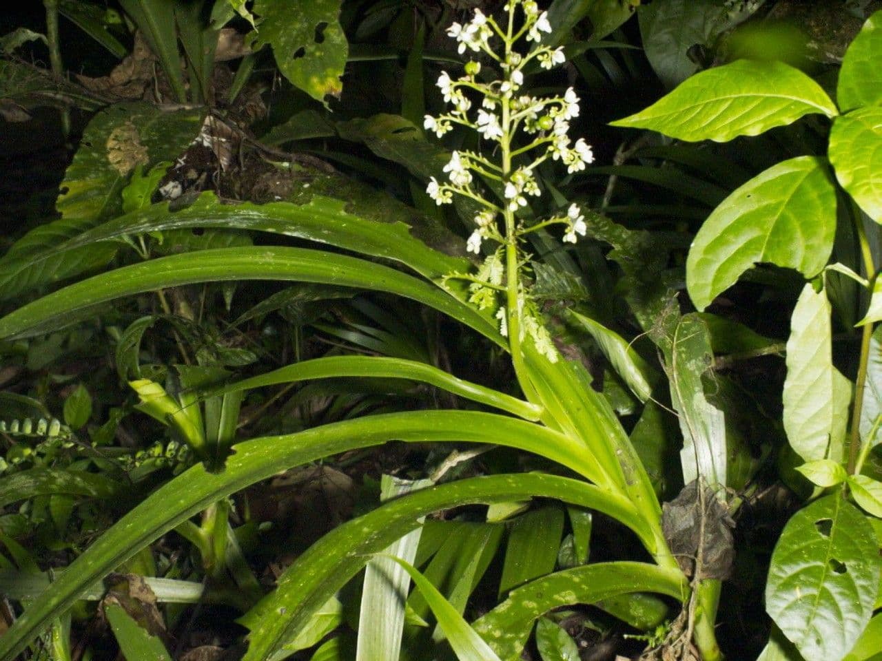 Xiphidium 30