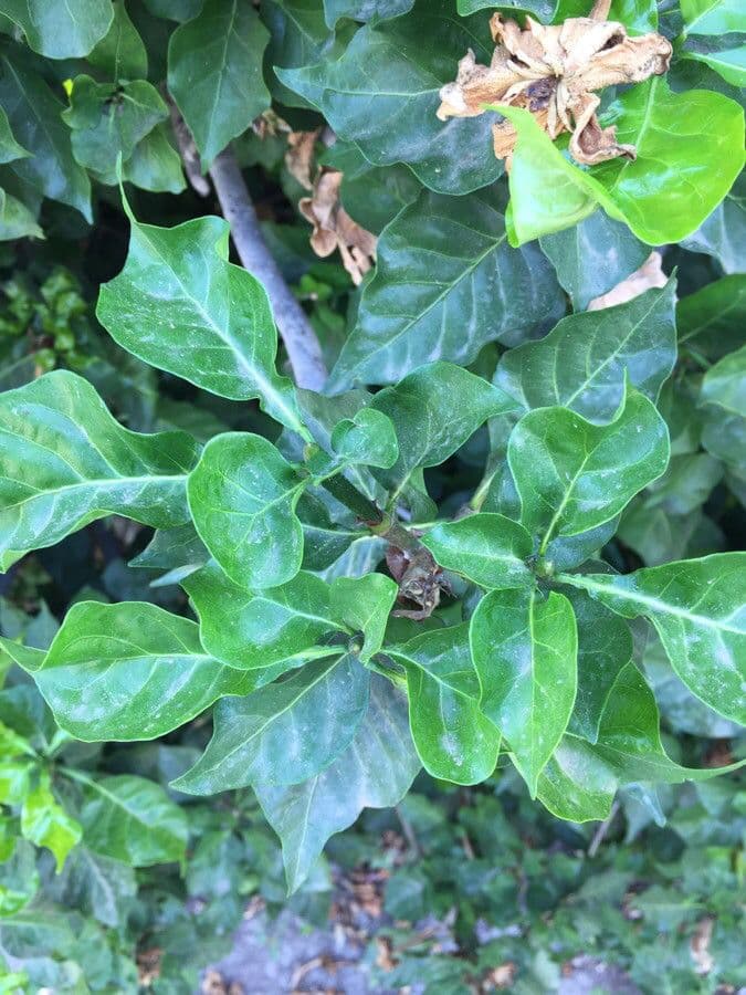 Gardenia Volkensa 13