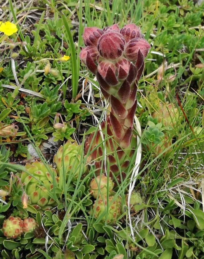 Rokitnik dolomitański