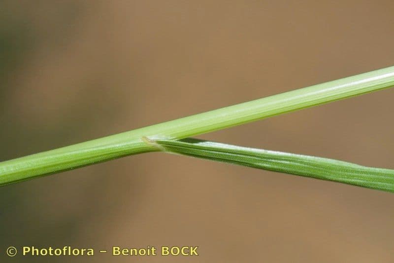 Brome lancéolé 21